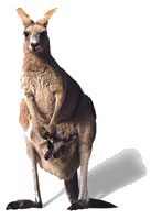 kangaroo, 4.239 Bytes